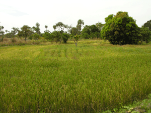 rijstvelden